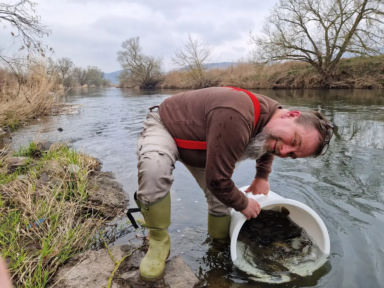 Thomas Eichholz beim Einsetzen der Bachforellen an der Werra