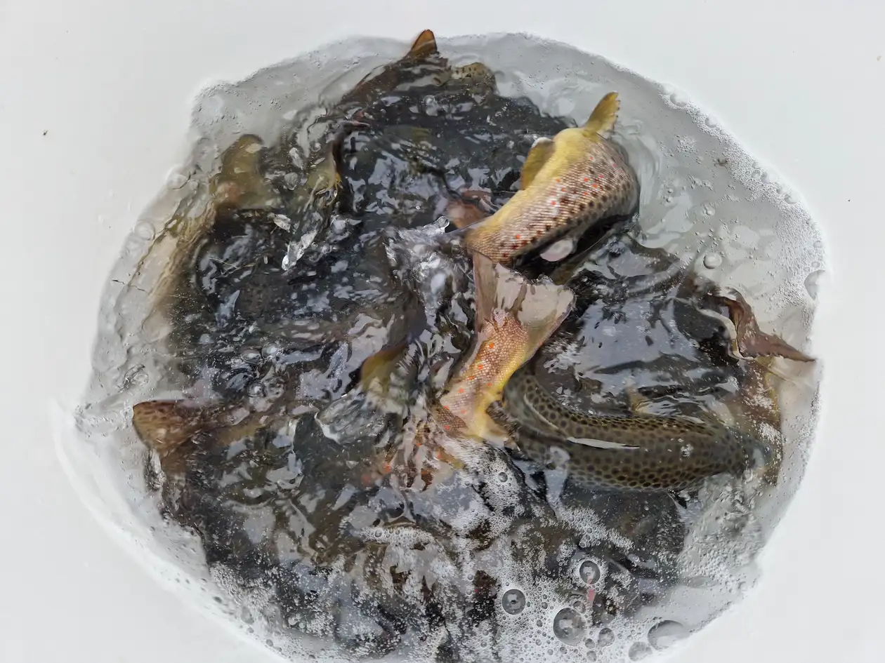 Die Bachforellen verlassen den Transportbehälter – auf in die Freiheit